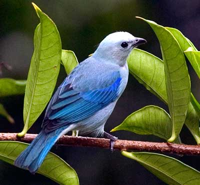 Blue Tanager at Lake Arenal in Costa Rica