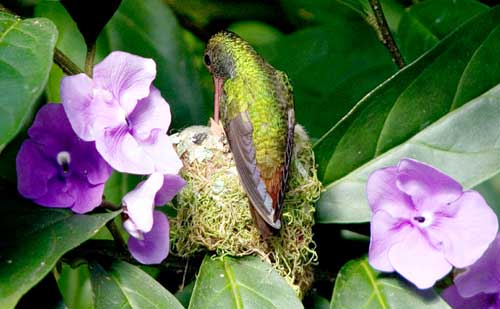 feeding birds in Costa Rica